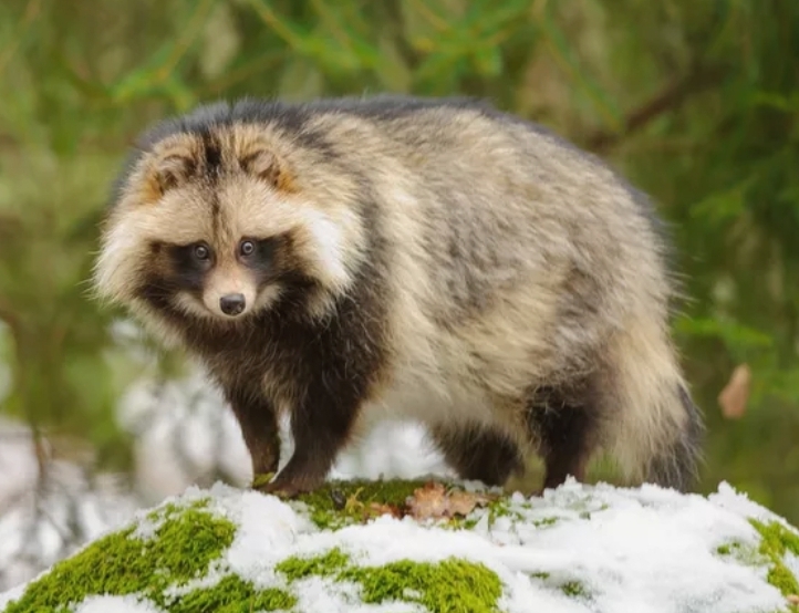 My mom, a tanuki who has no social media thumbnail
