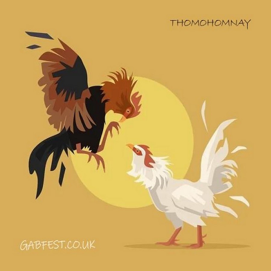 thomohomnay TRỰC TIẾP ĐÁ GÀ THOMO thumbnail