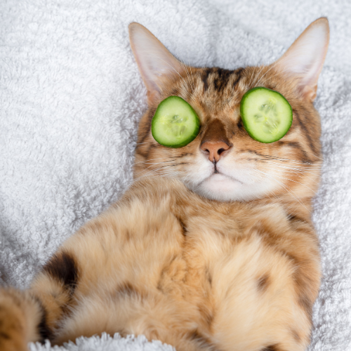 Banho em Gatinhos (Espaço reservado) - A Partir de thumbnail