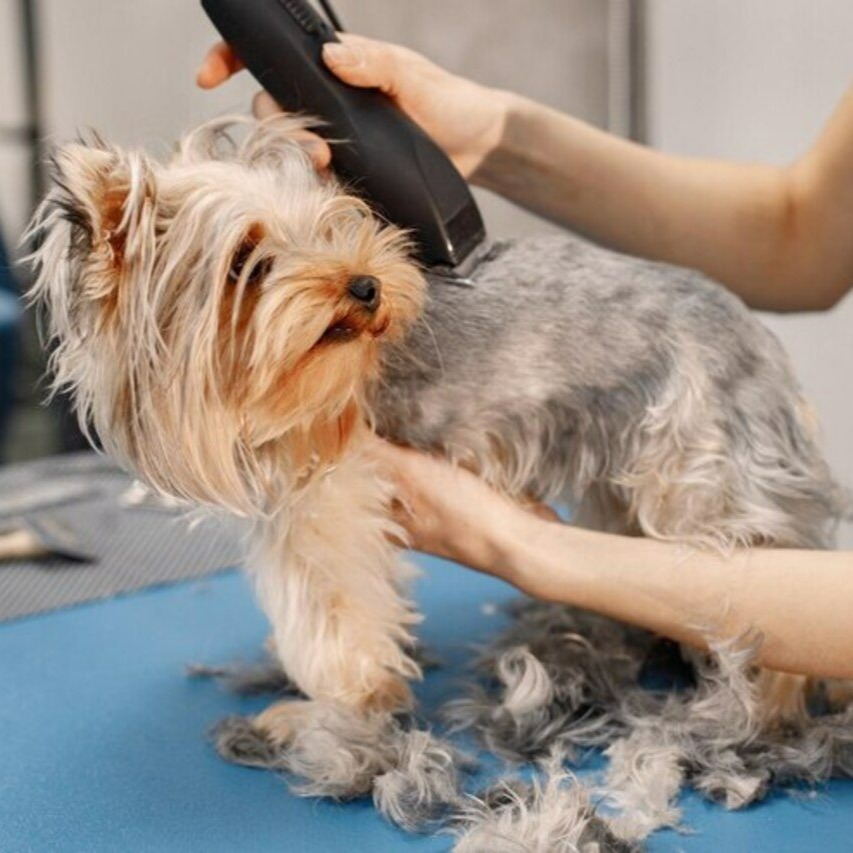 Tosa na Máquina - A partir de thumbnail