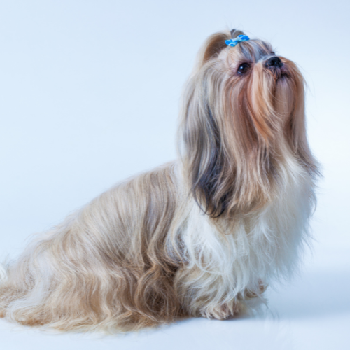 Cronograma de Pelagem - A partir de thumbnail