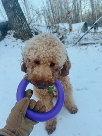 Puller Dog Toy | CEDARPULL for 25% off  thumbnail