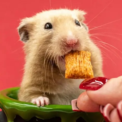 Helping Your Autistic Child with OCD thumbnail