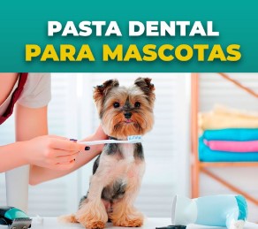 APRENDE COMO HACER PASTA DENTAL PARA PERROS Y GATOS thumbnail