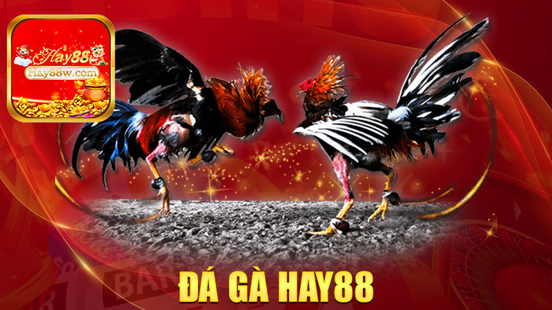Đá gà Hay88: Trận nào cũng nóng hổi, máu chiến tới phút cuối thumbnail
