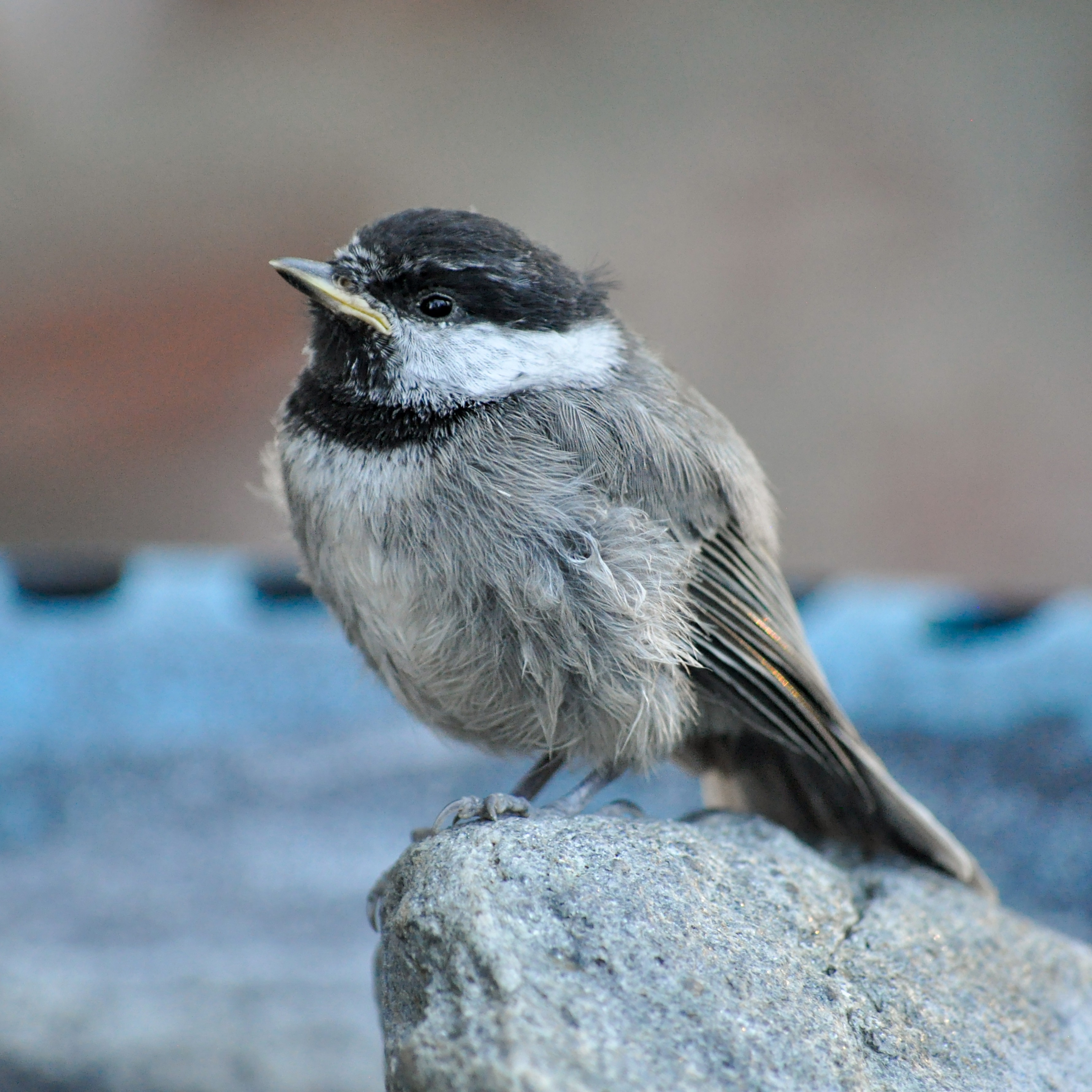 Mo's Wildlife Habitat | Nature Photography thumbnail