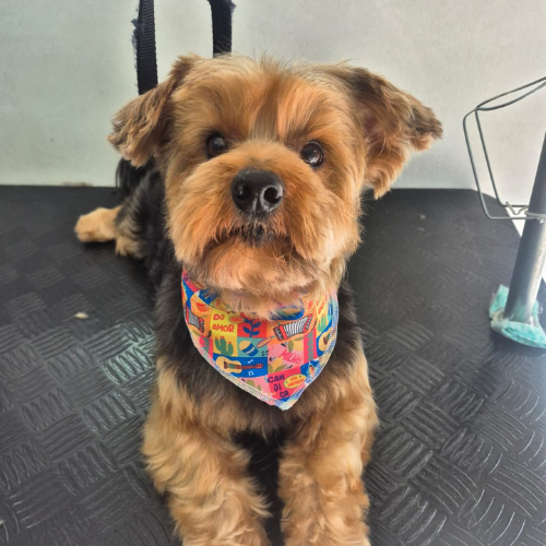 Hidratação simples - A partir de thumbnail