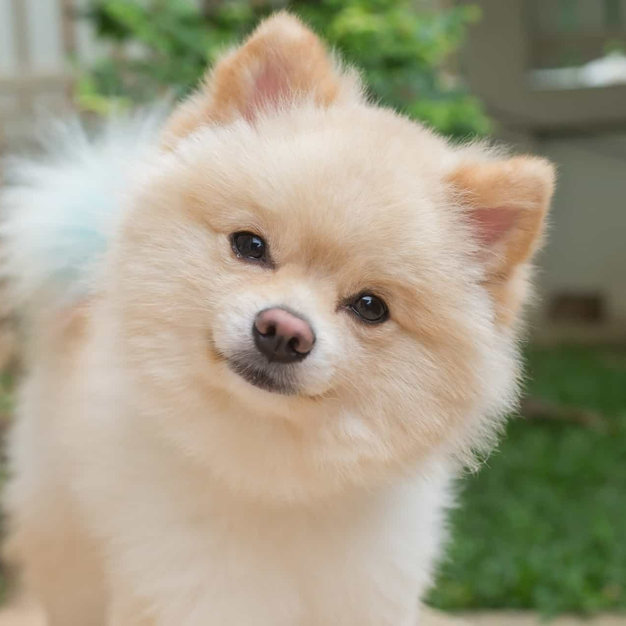 Remoção de Subpelos  thumbnail