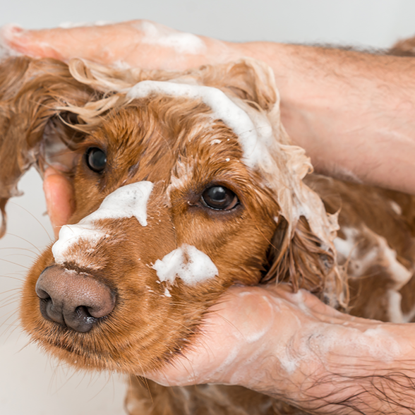 Banho avulso - A partir de thumbnail