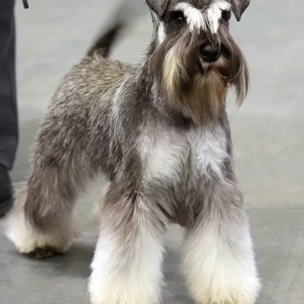 Banho e Tosa Handstripping - A partir de thumbnail