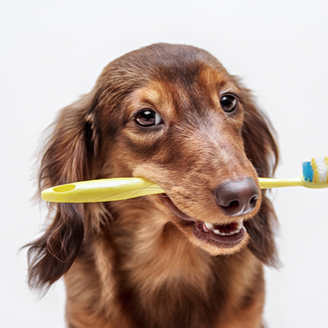 Escovação dentária thumbnail