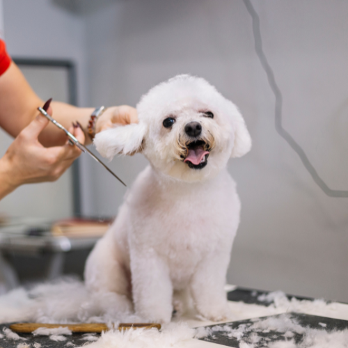 Banho e Tosa na Tesoura - A partir de thumbnail