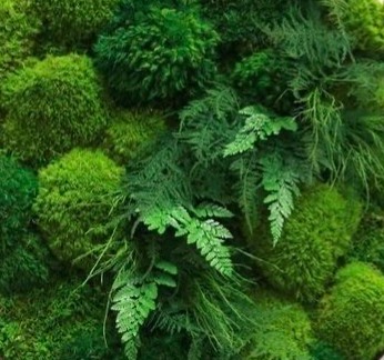 Plantes Naturelles et Végétaux Lyophilisés thumbnail