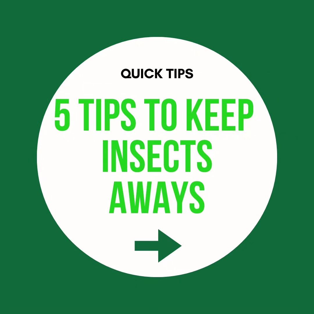 Sometimes the pests remain pesky because of poor waste management or bad cleaning habits. Here are five tips that can he