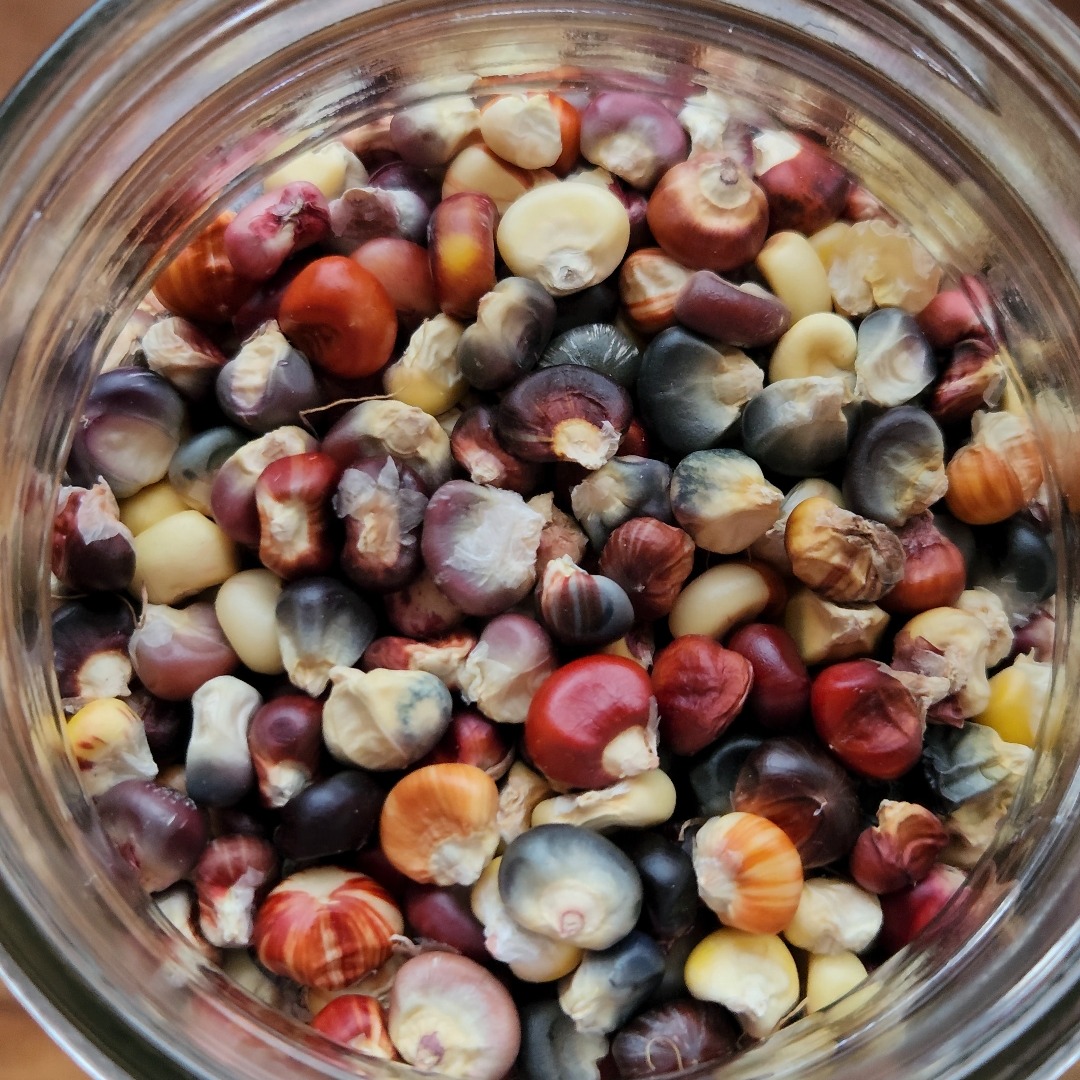 FLOUR Corn Seed thumbnail