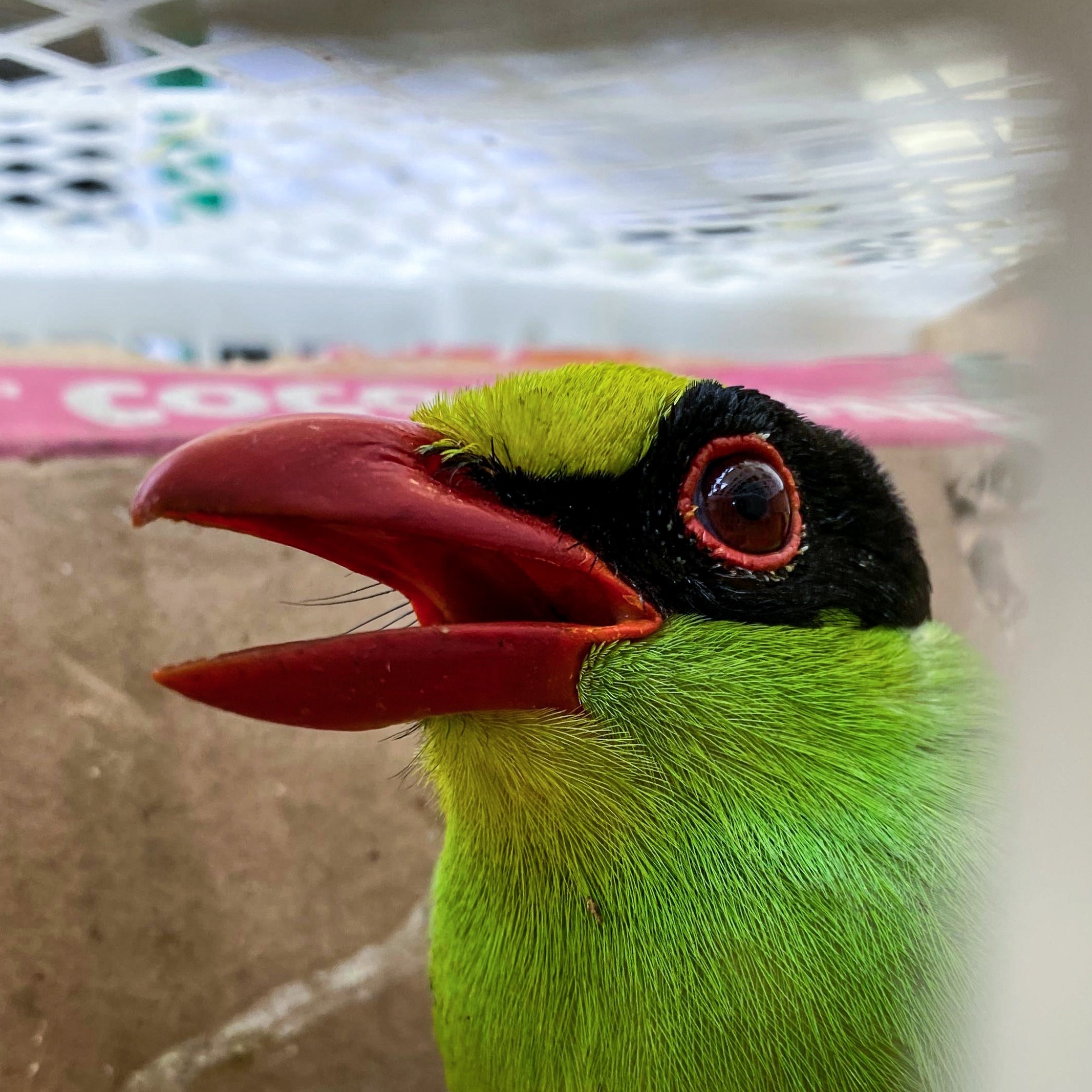 Mega seizure of over 6,000 birds in Indonesia thumbnail