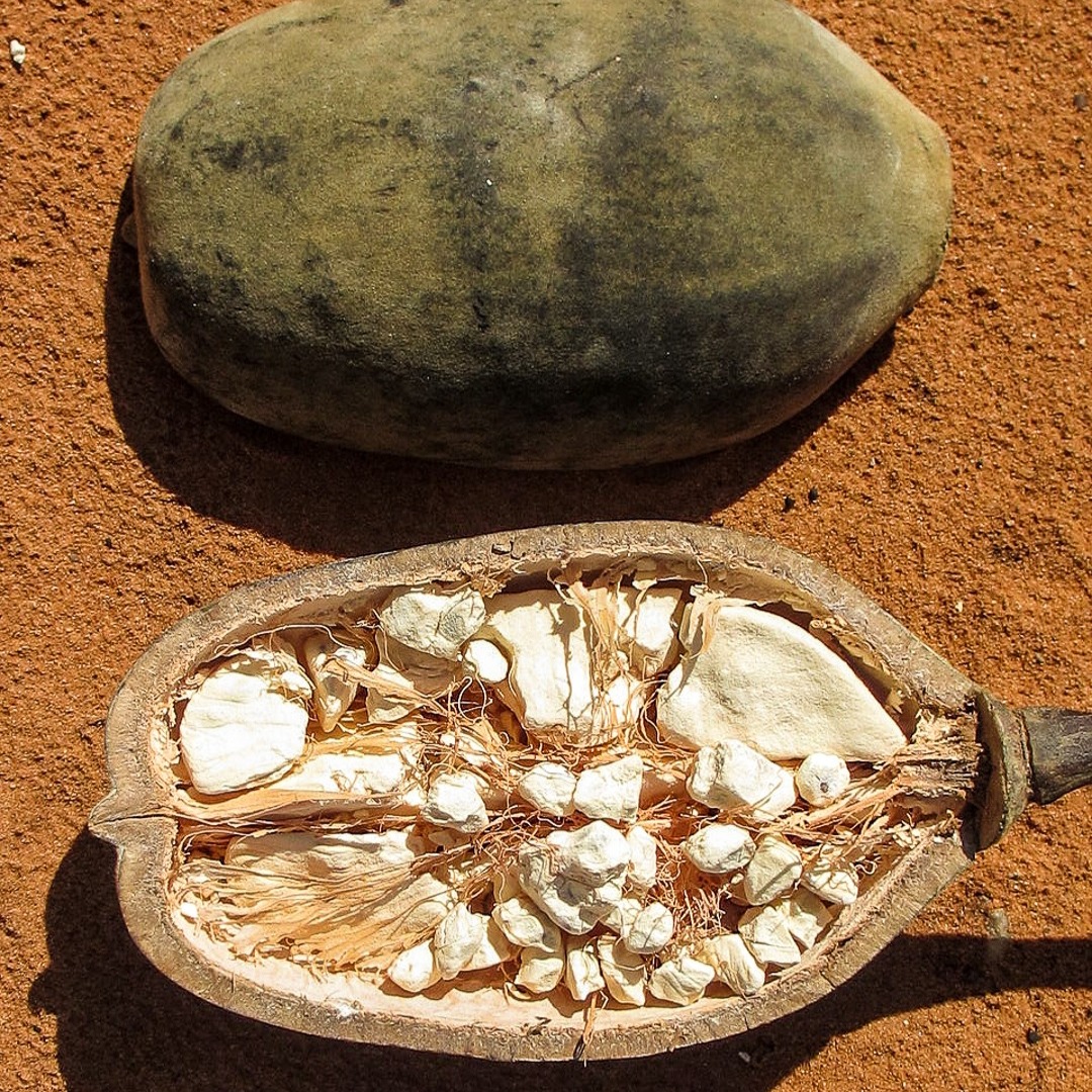 Global demand for Madagascar's unique plants fuels unsustainable harvesting thumbnail
