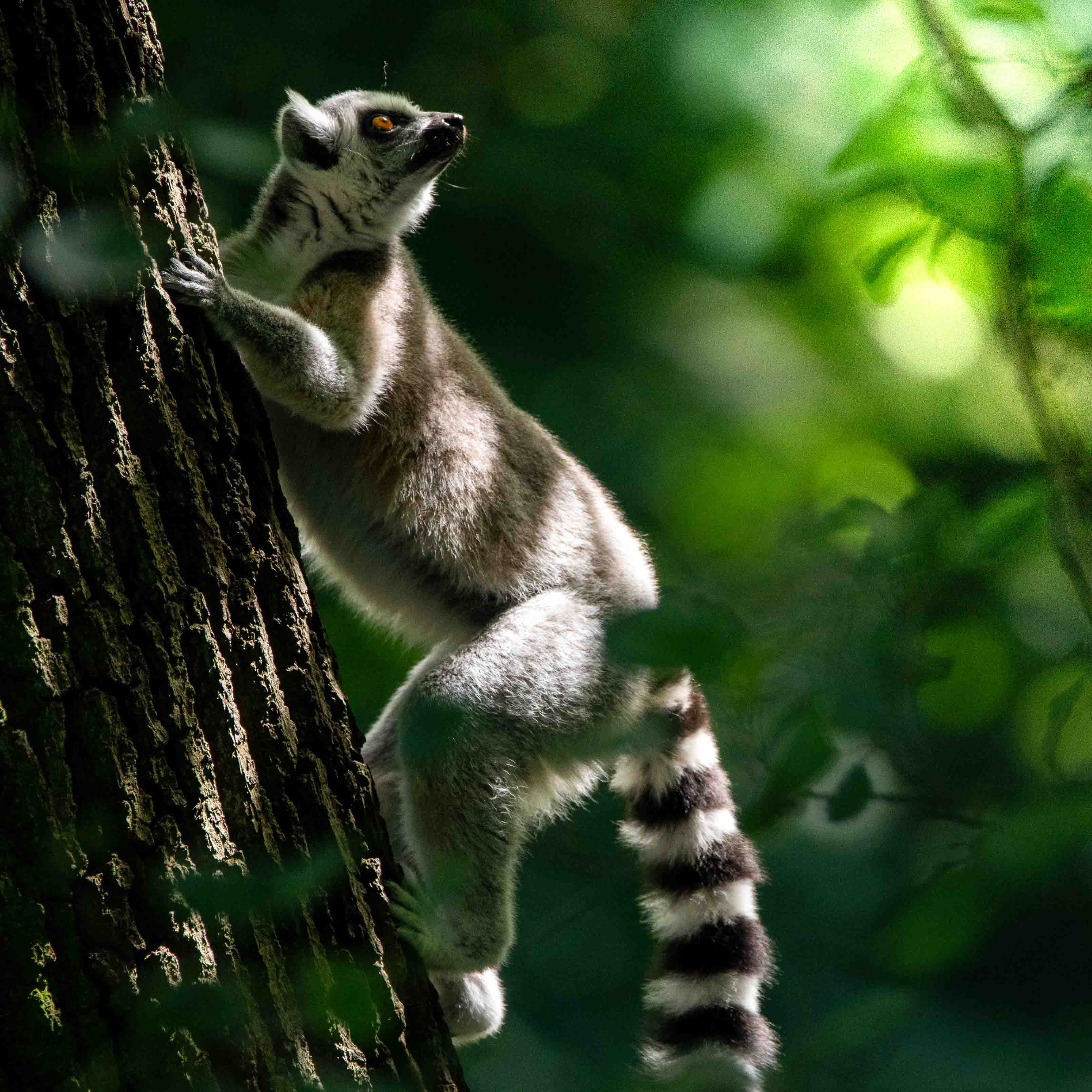 Conservation success: Madagascar to welcome home 1,000 rescued lemurs and tortoises thumbnail