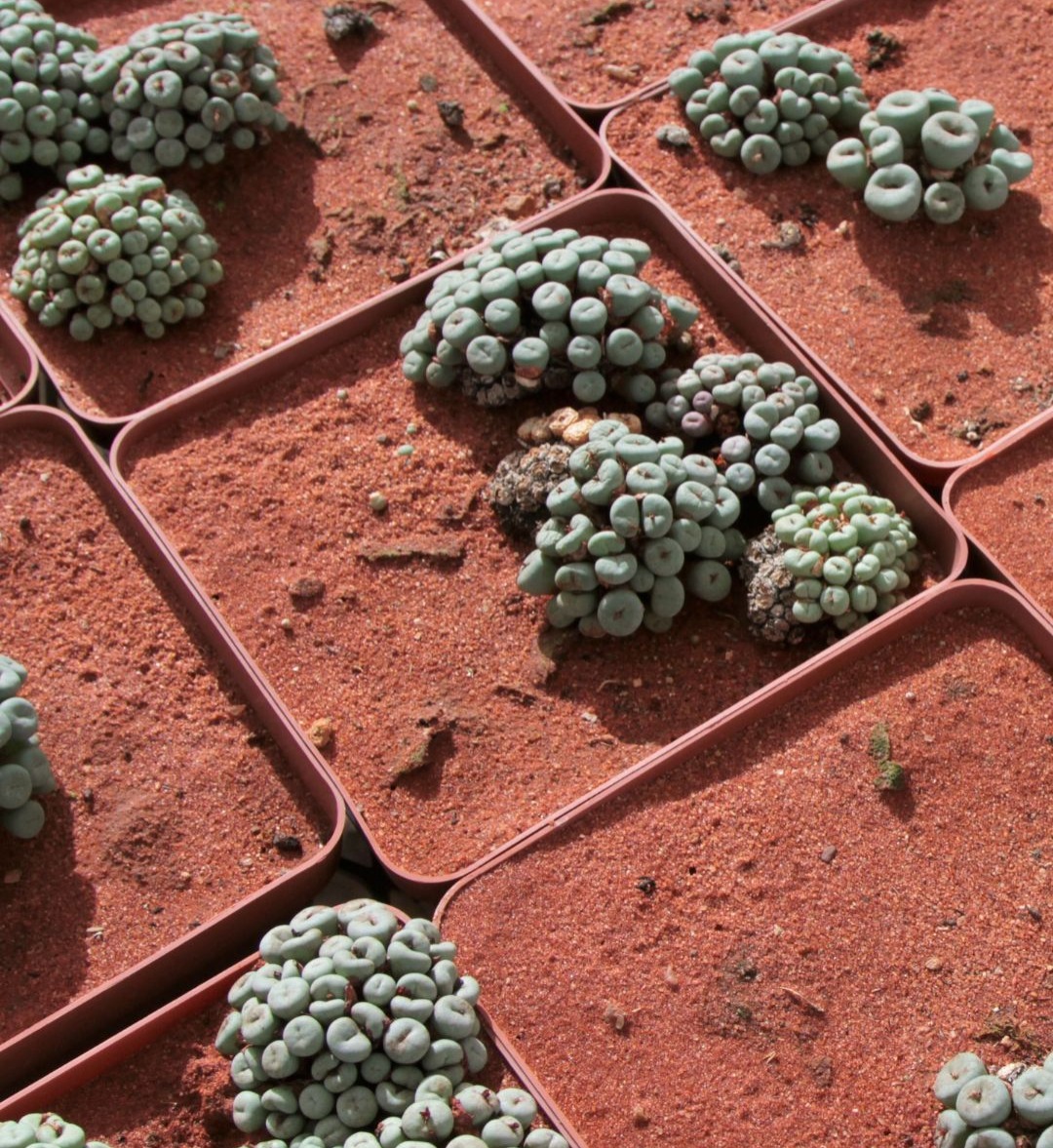 Did you know your houseplants could be contributing to biodiversity loss? thumbnail