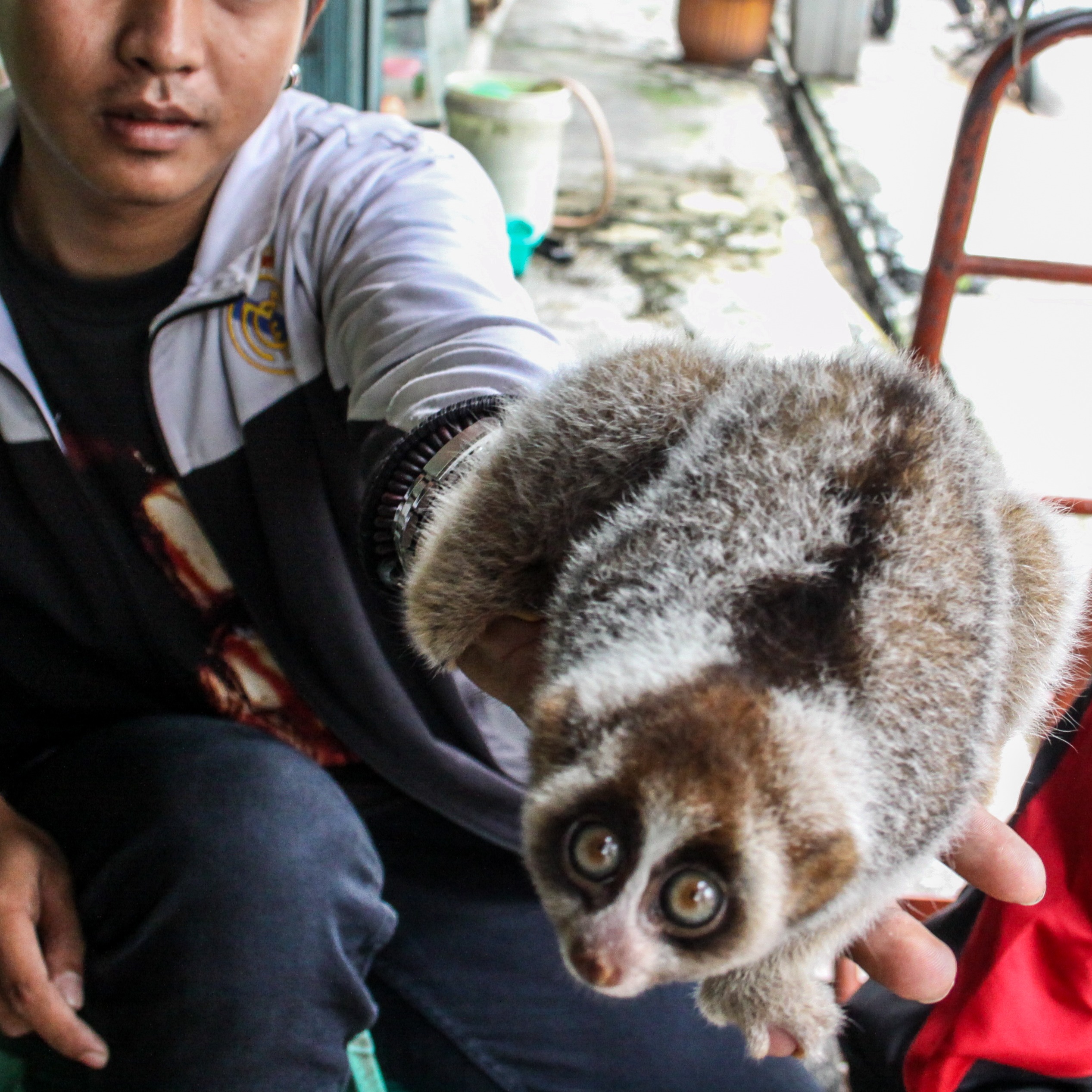Interview with TRAFFIC's Policy Director: 'When I say I work on wildlife trafficking people think I'm a hippy' thumbnail