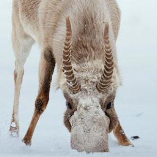 Securing a safe future for ice-age antelope thumbnail
