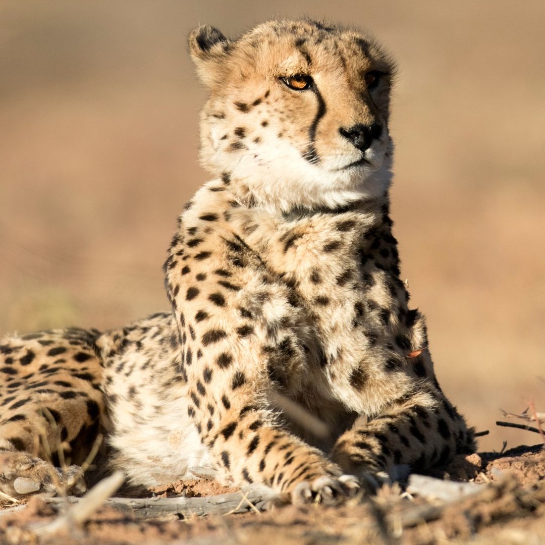 International Leopard Day: Malaysia gives leopard poacher long jail term thumbnail