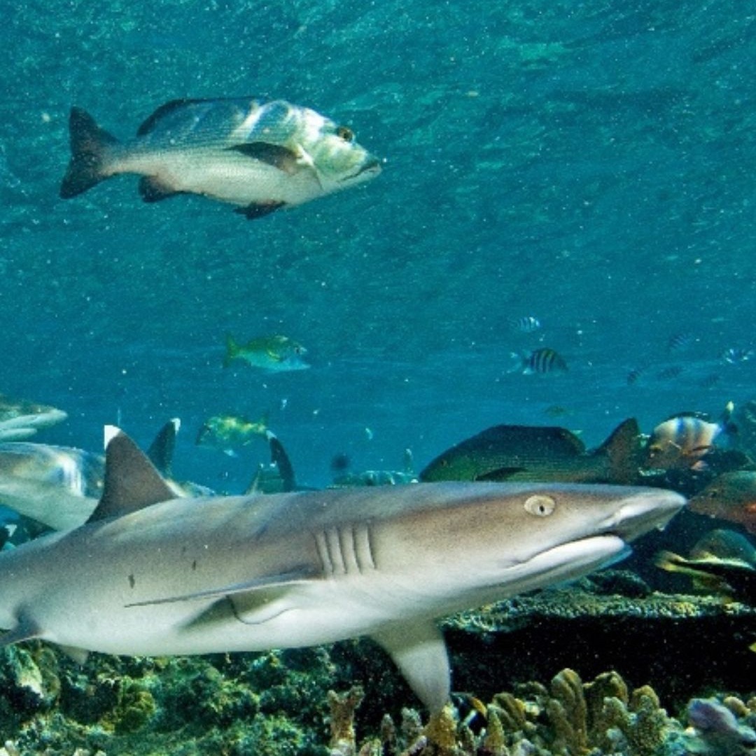 UNOceans Conference thumbnail