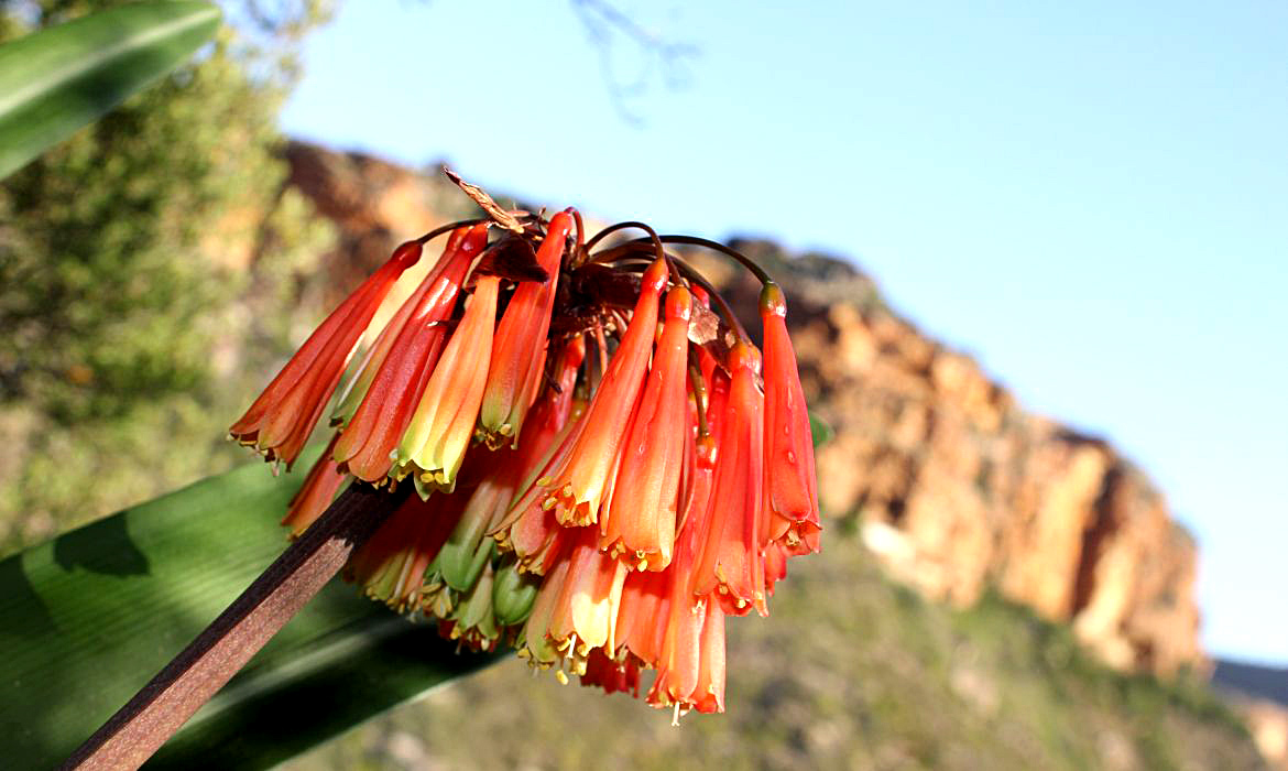 Conviction reveals criminal syndicates’ shifting focus in illegal plant trade thumbnail
