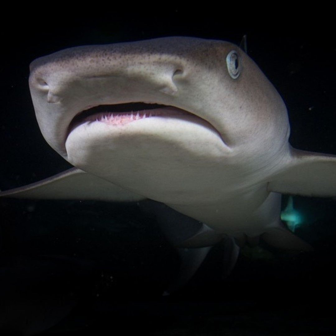 Shark Awareness Day thumbnail