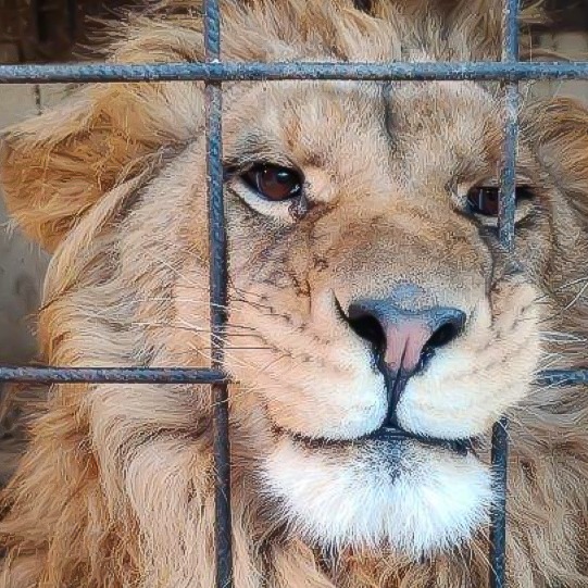 Operation Thunder makes historic wildlife seizures thumbnail