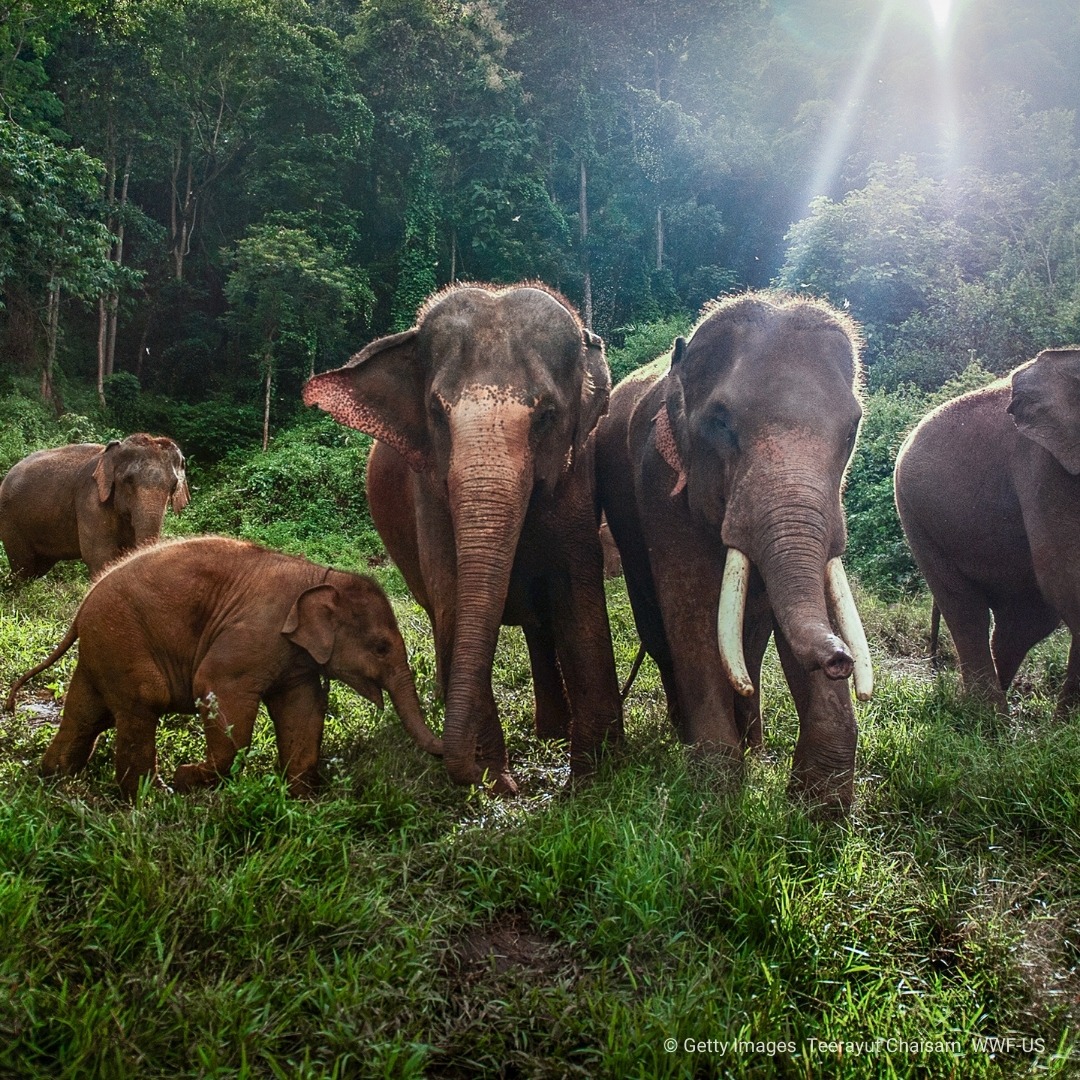 Report Suspicious Wildlife Content Online thumbnail