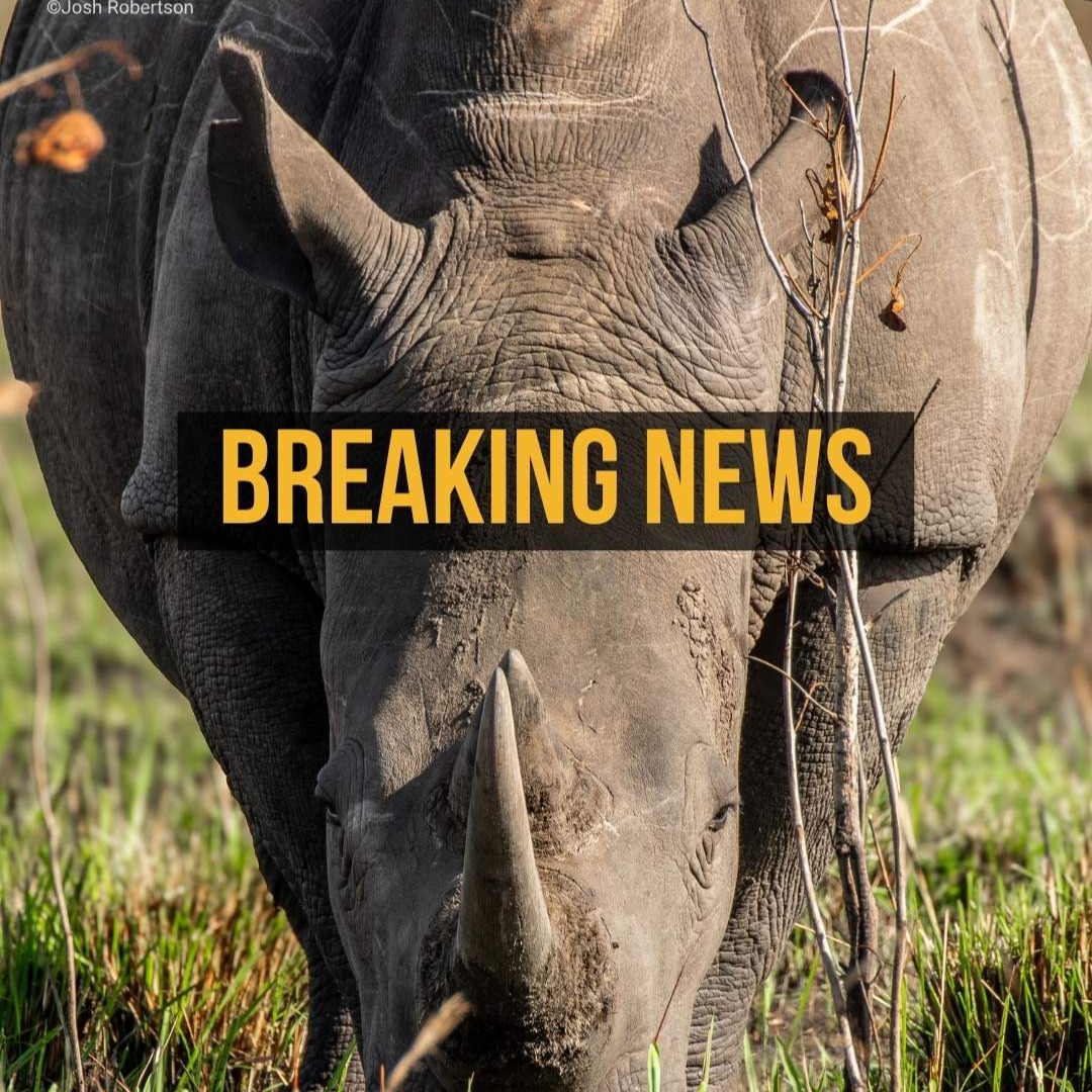 Rhino poaching falls, but populations still at risk — new global report warns of multiple threats thumbnail