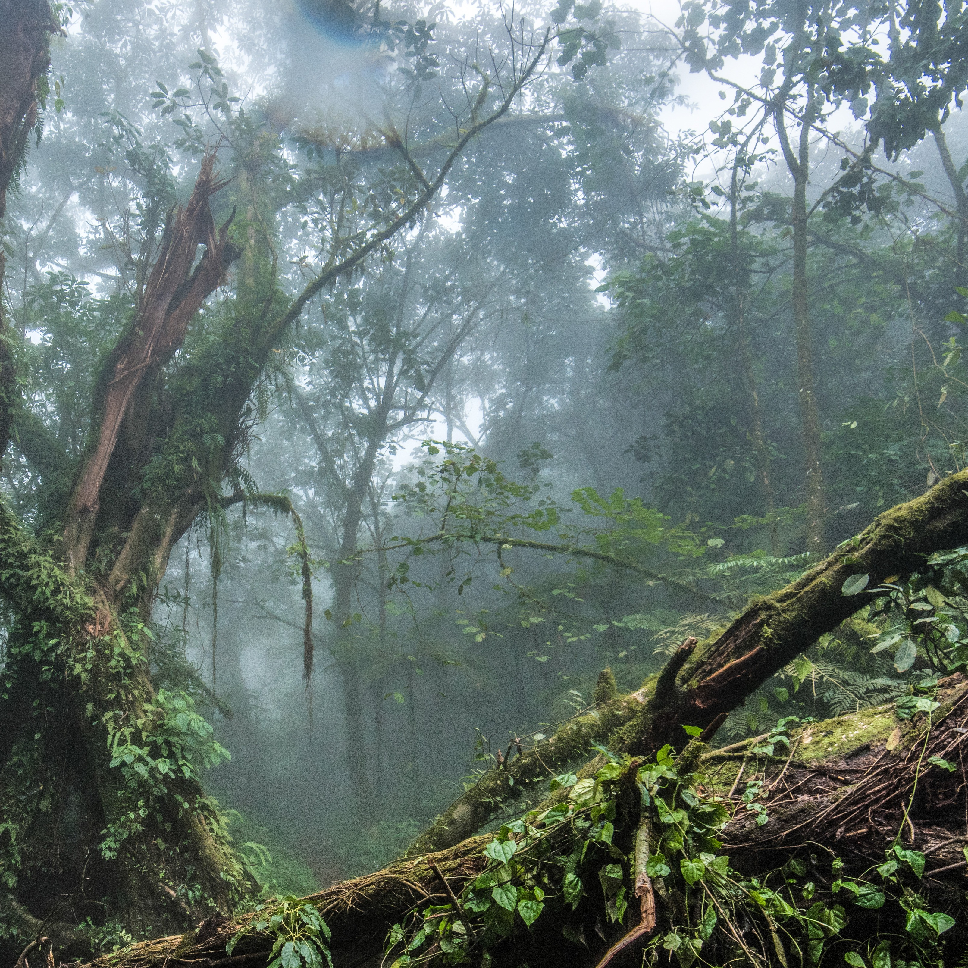 TimberStats: a game-changer for illegal timber trade thumbnail