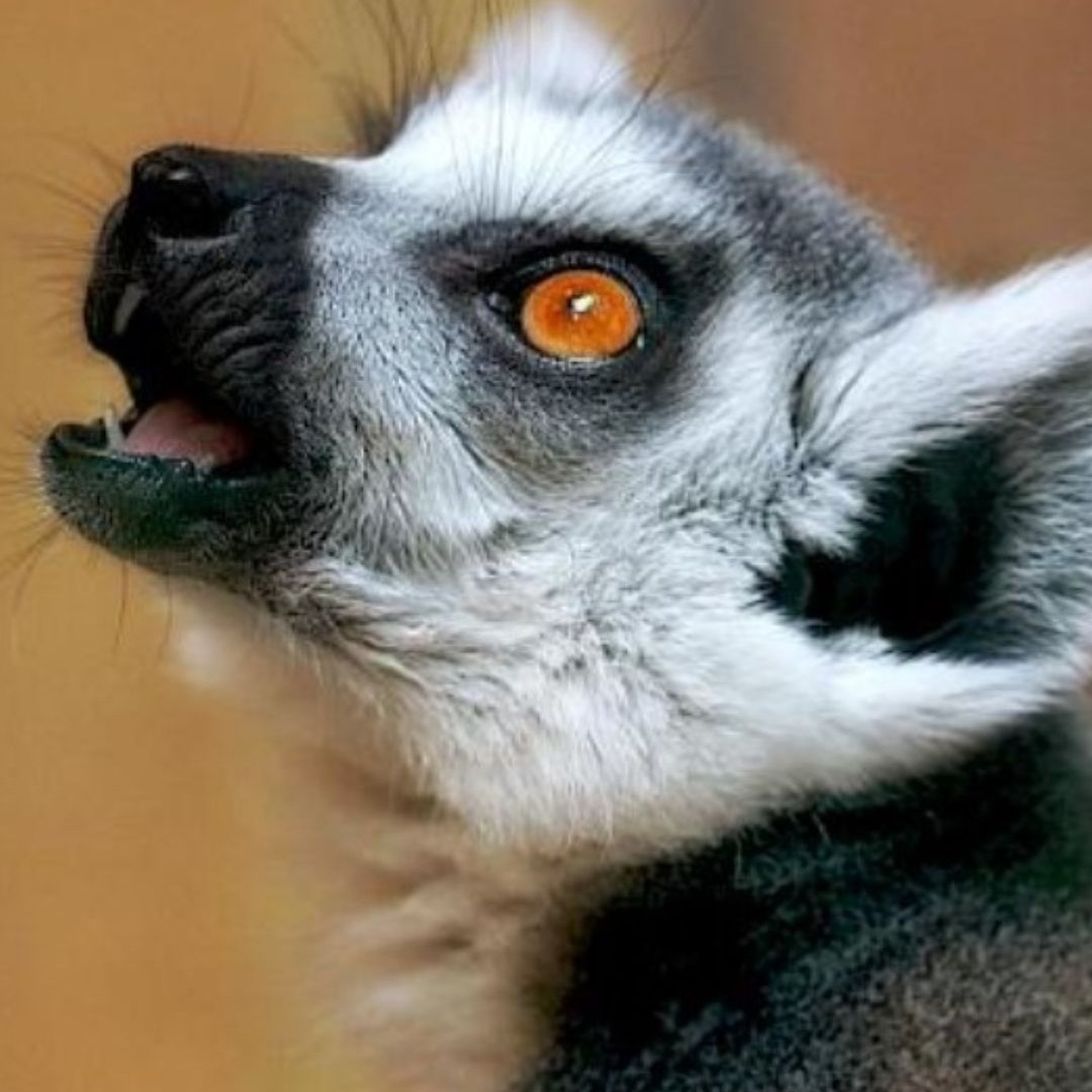 Conservation success: Madagascar to welcome home 1,000 rescued lemurs and tortoises thumbnail