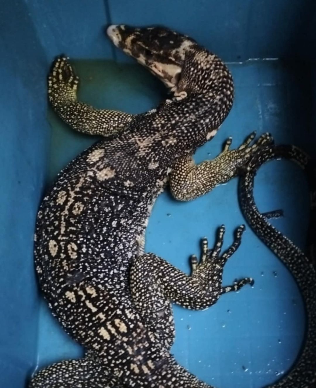 Major Wildlife Crime bust in the Philippines thumbnail
