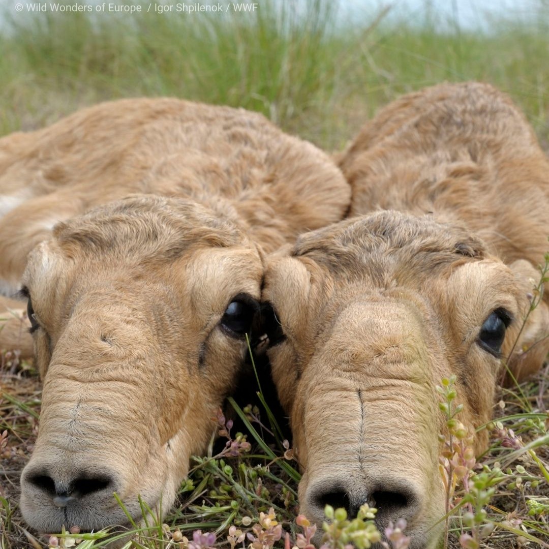 Saiga and wildlife trade in Central Asia thumbnail
