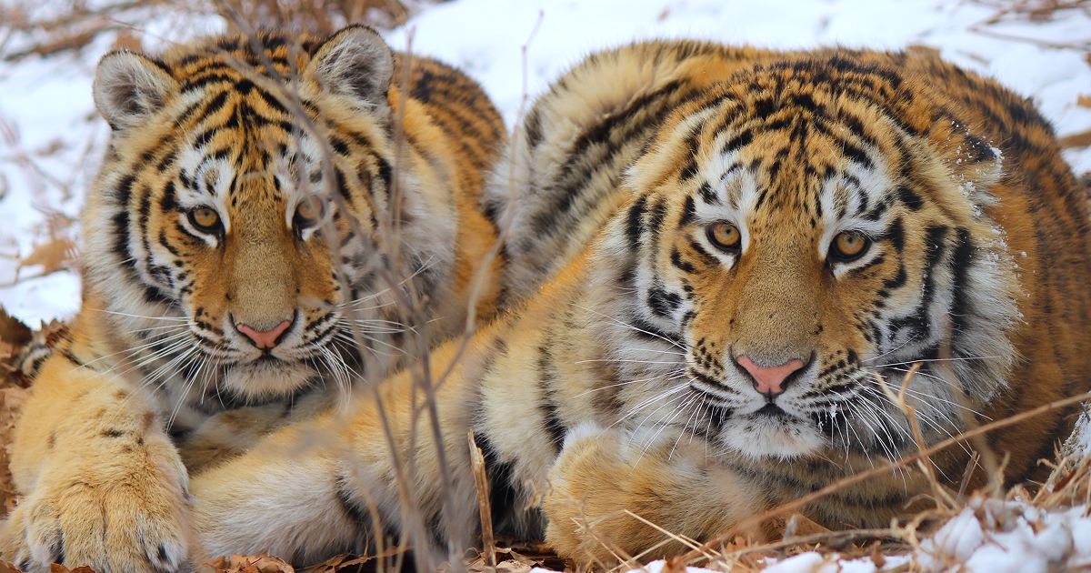 Tiger Conservation Coalition thumbnail