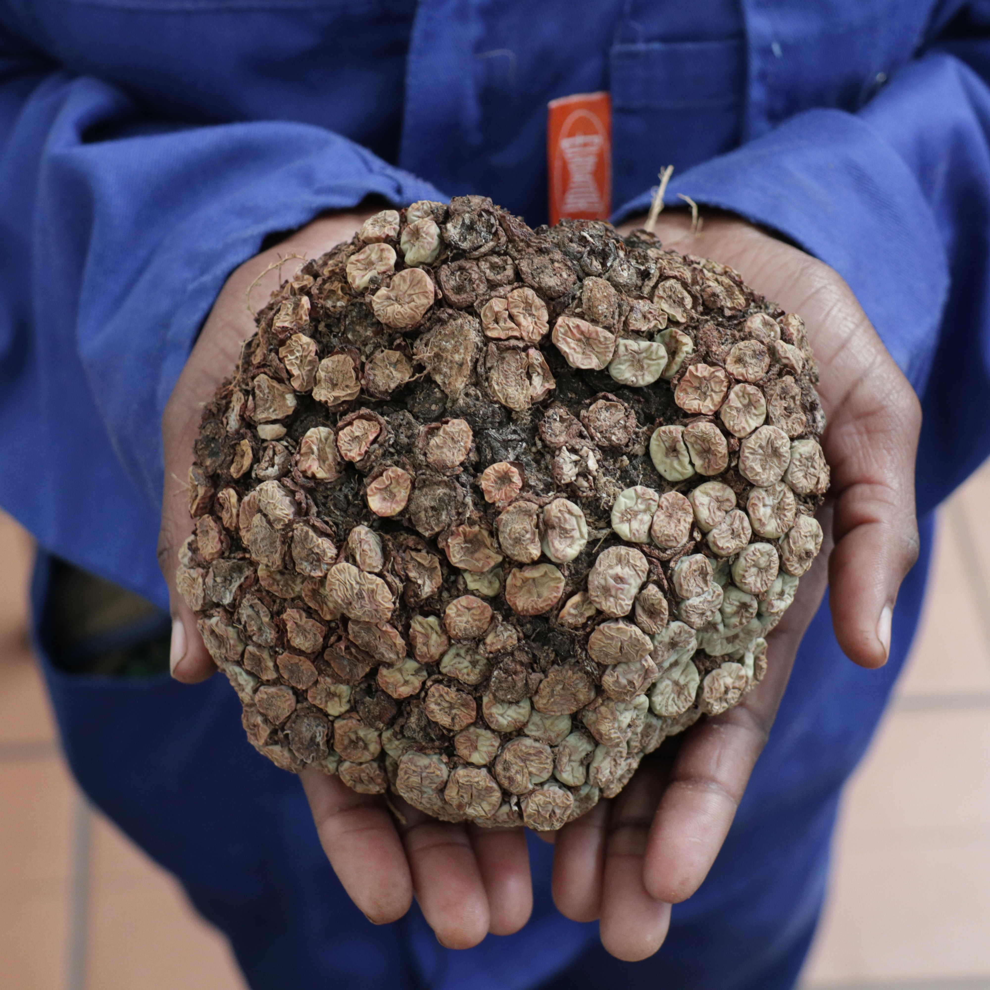 Combatting South Africa's illegal succulent trade thumbnail