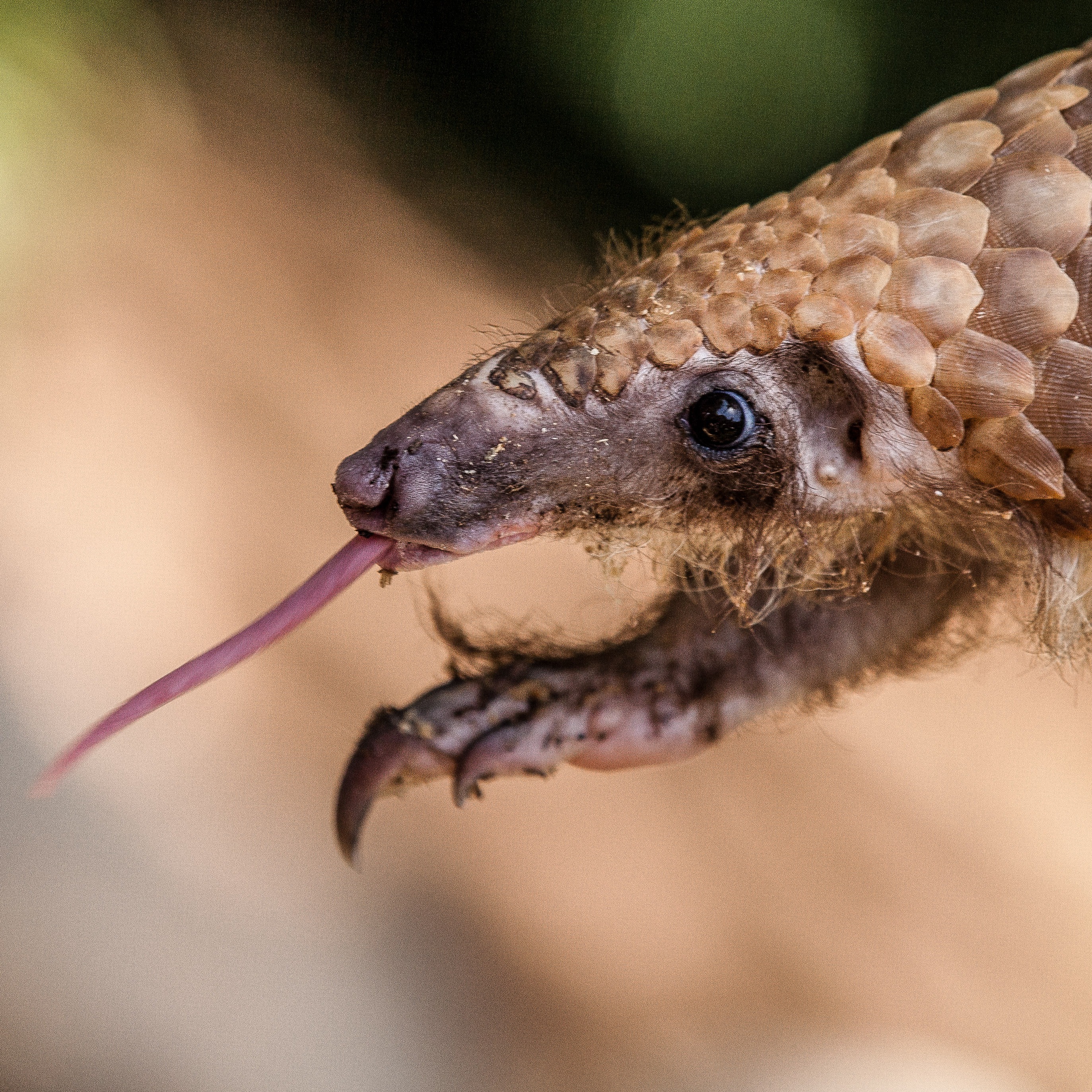Donate to help us save species like pangolins thumbnail