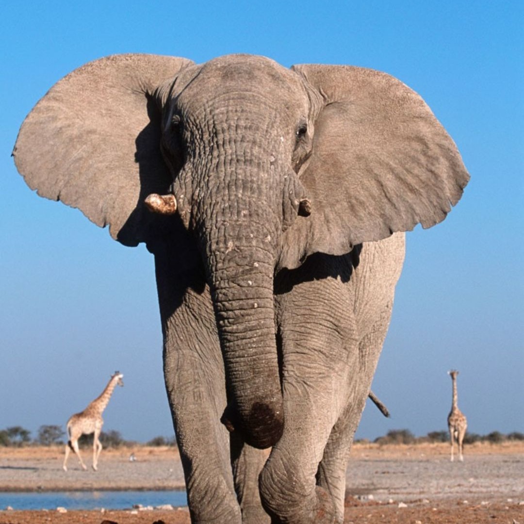 Historic agreement between Nigeria and Cameroon to tackle wildlife crime thumbnail