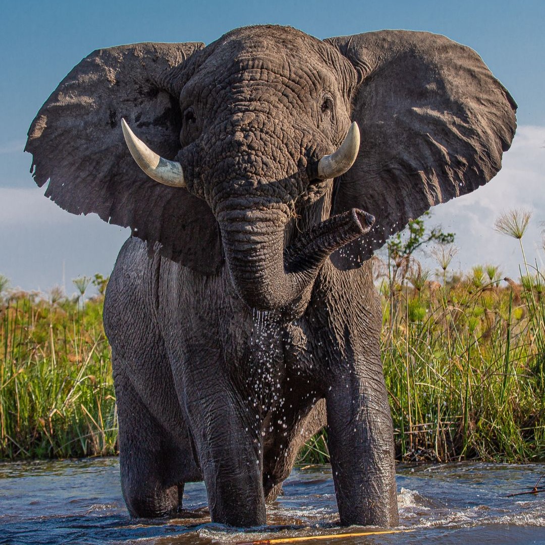 Explore the illegal ivory trade network maps  thumbnail