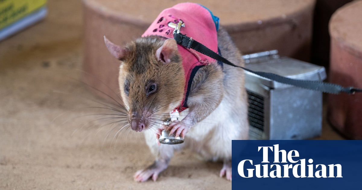 Rats trained to sniff out smuggled rhino horn and pangolin scales thumbnail