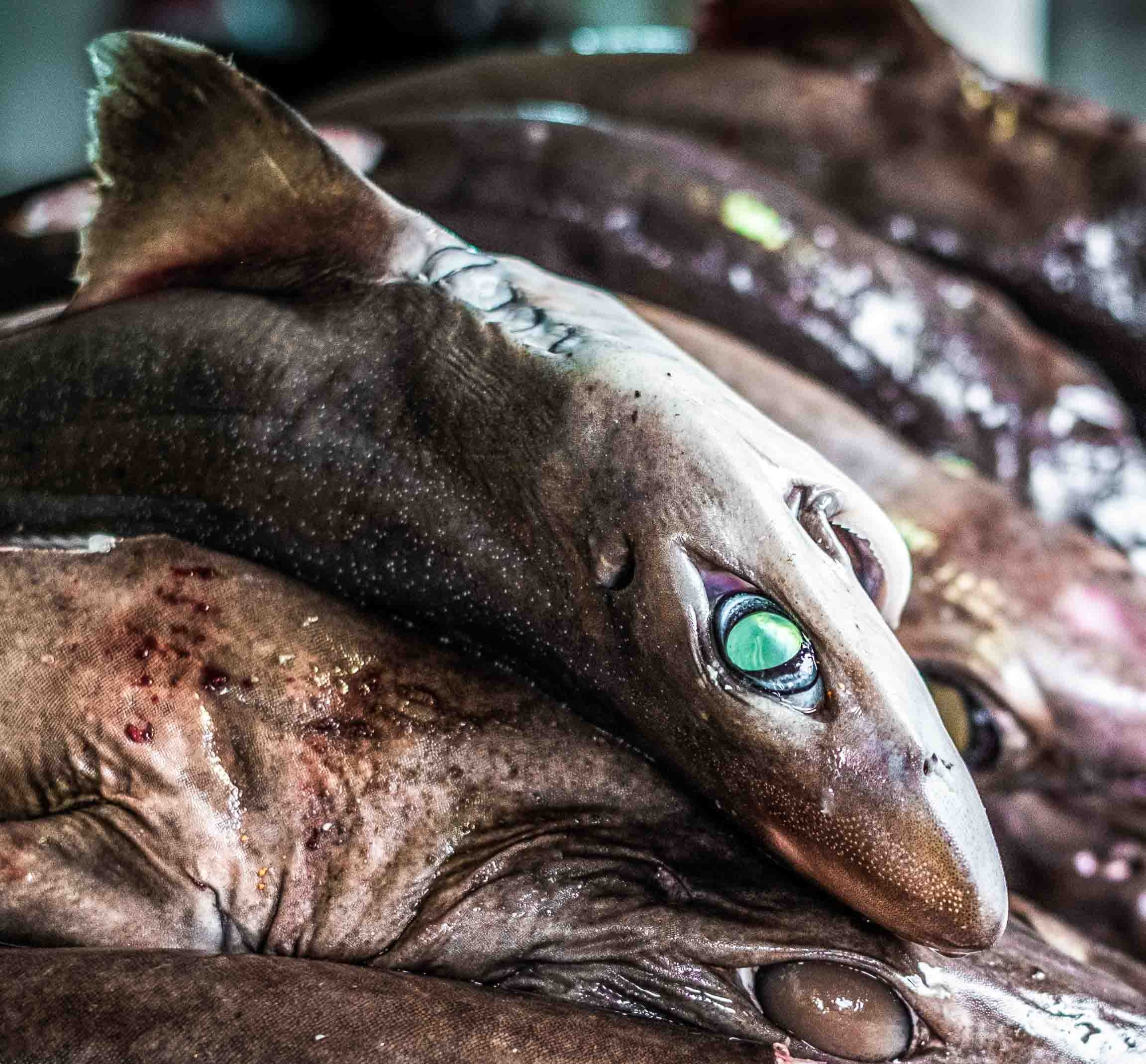Deep trouble: the race to save one of the world’s most mysterious sharks thumbnail