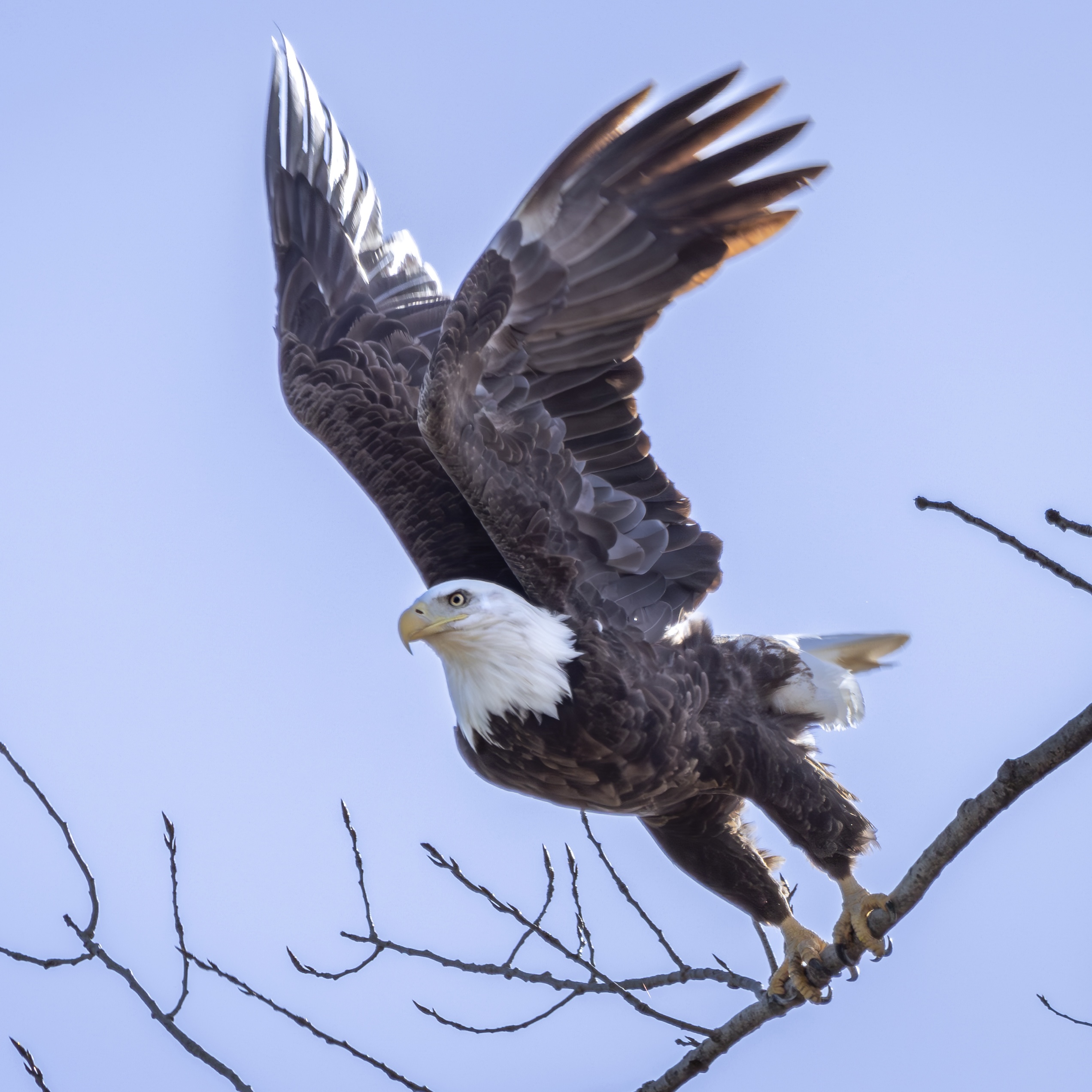 Joe Vale Photography thumbnail