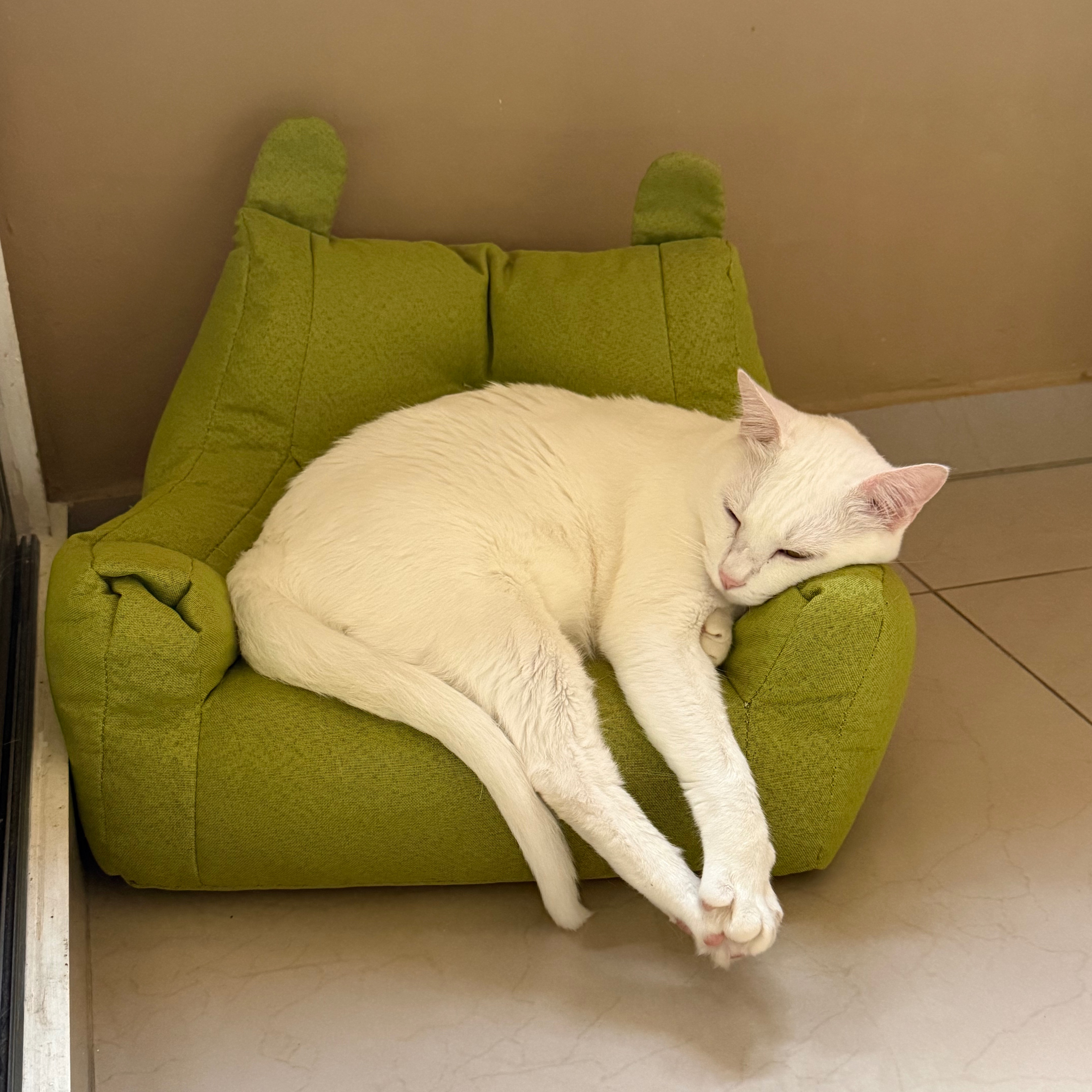 Sofá para Gatos - TEMU thumbnail