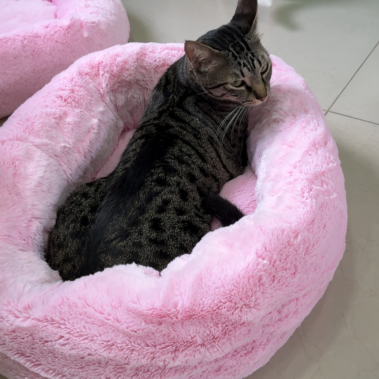 Camas Redondas Super Fofinhas thumbnail