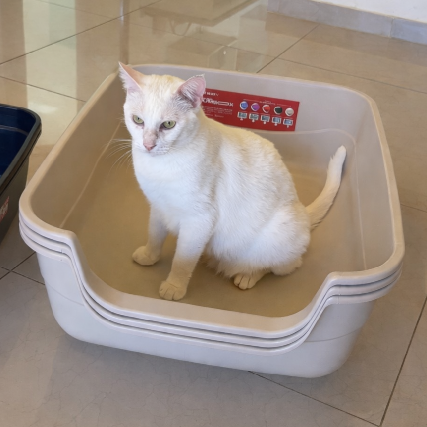 Caixas de Areia Gigantes Jumbox thumbnail