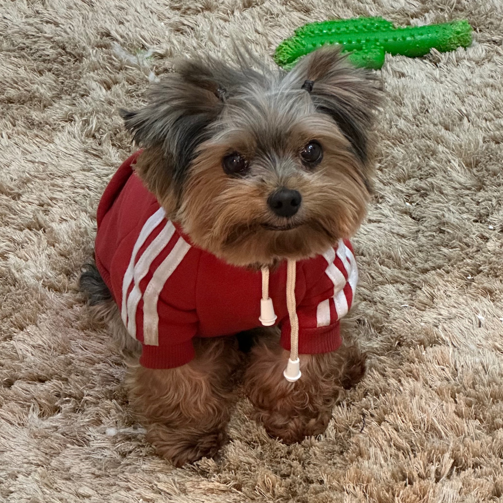 Moletom Vermelho dos Dogs - Shopee thumbnail