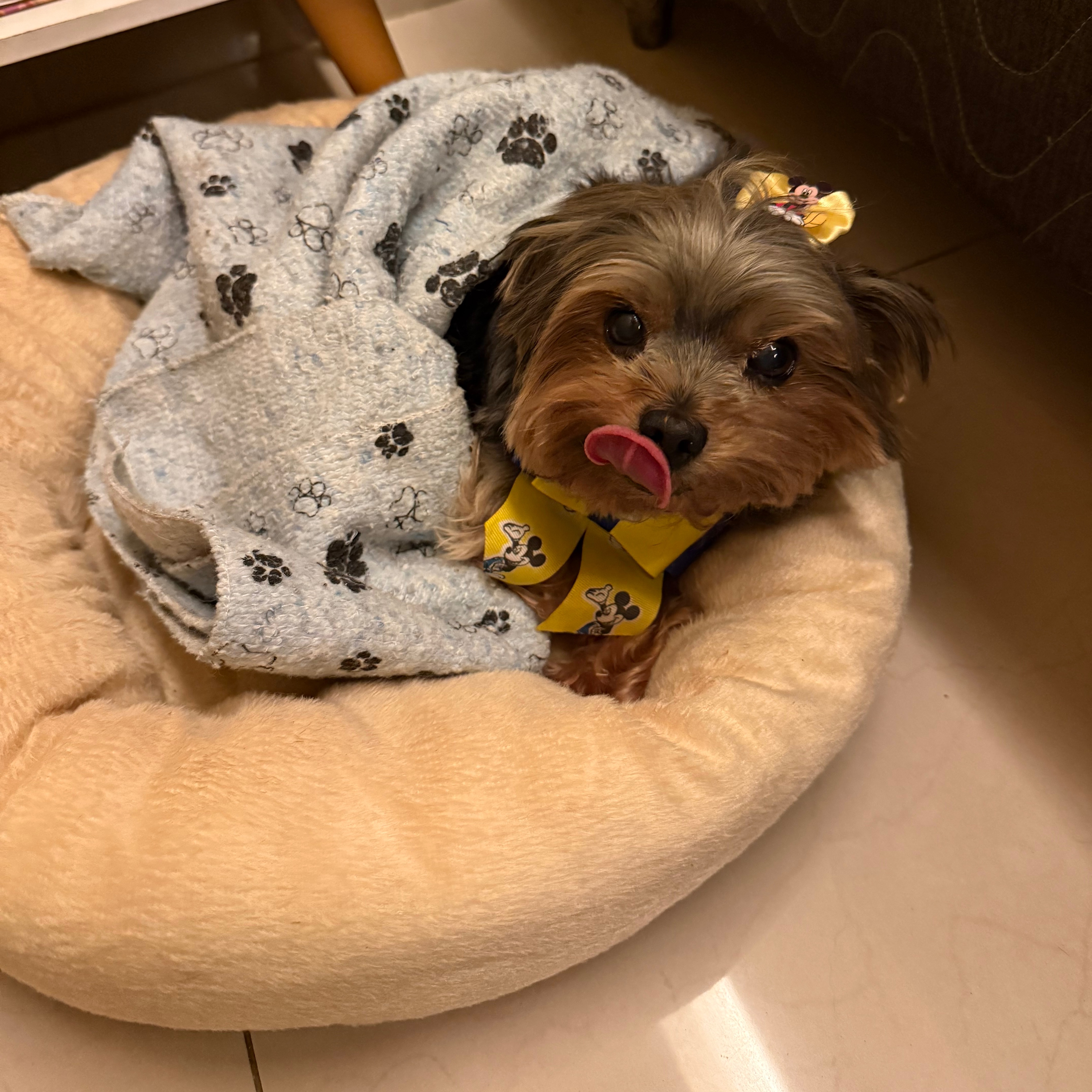 Caminha Redonda Fofinha thumbnail