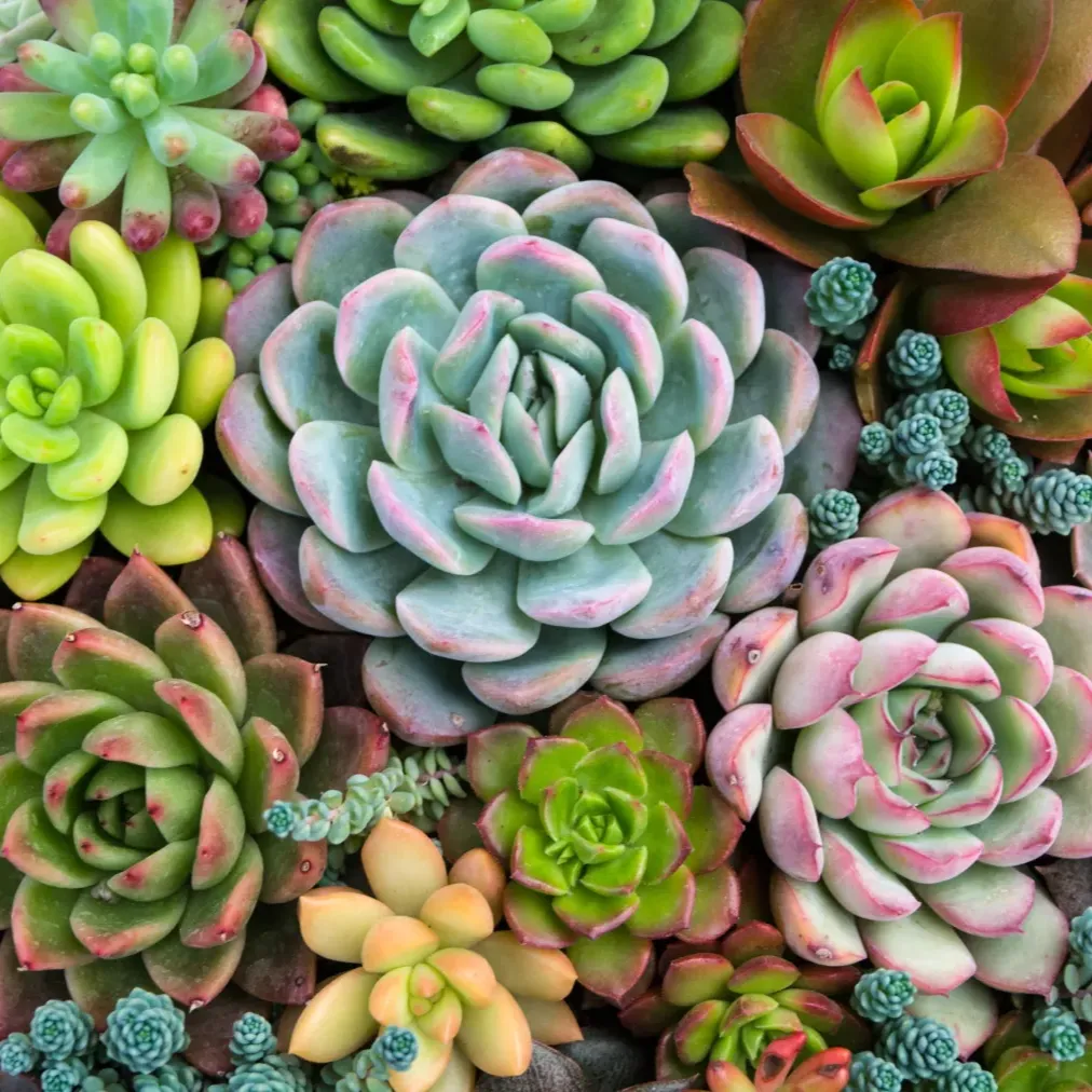 Aroma suave thumbnail